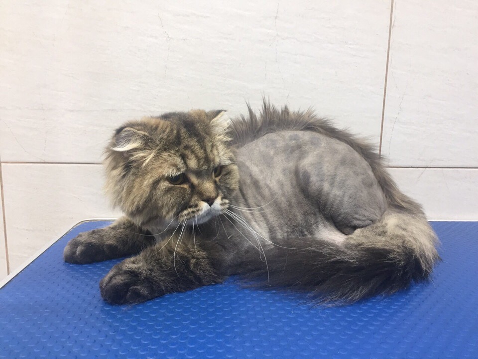 Груминг для кошек