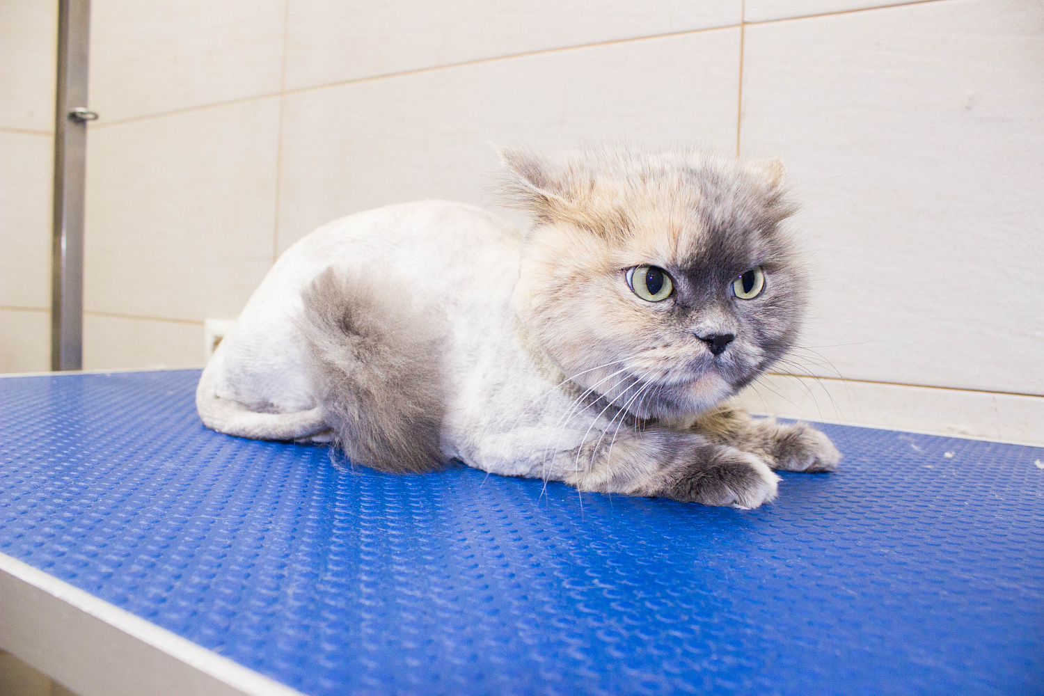 Груминг для кошек