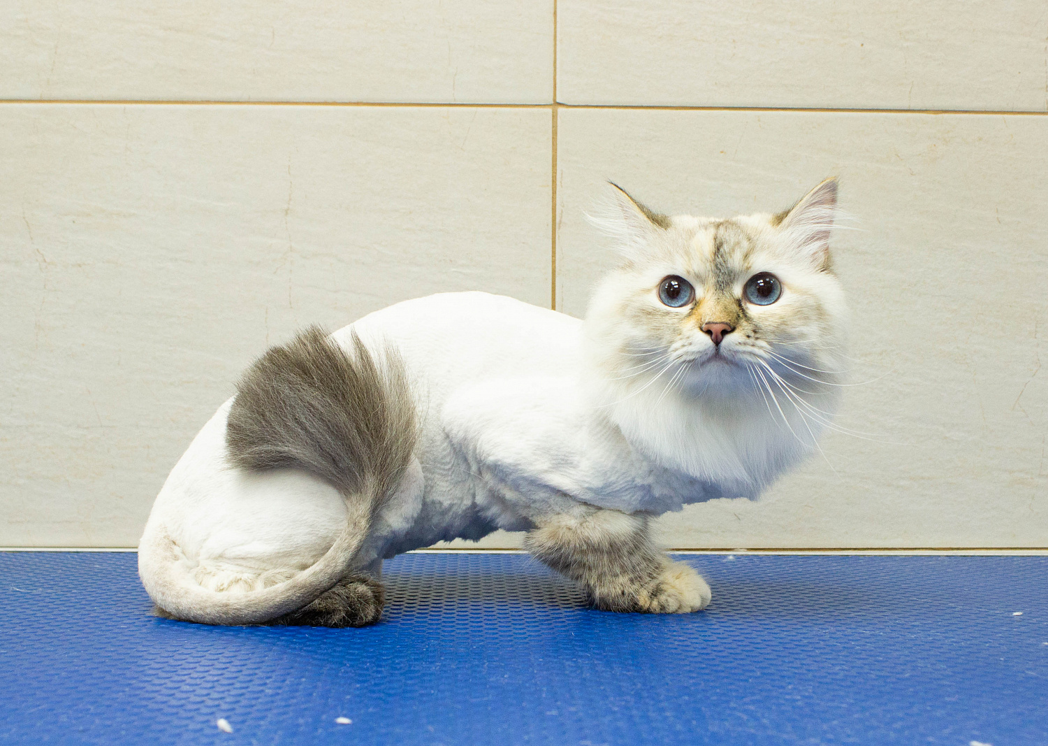 Груминг для кошек