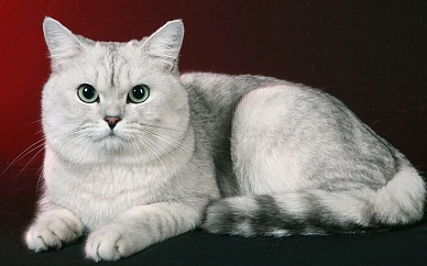 Кошки